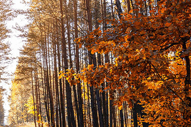 开云体育中国-世界网球队力克欧洲网球队，兹维列夫惊艳世界