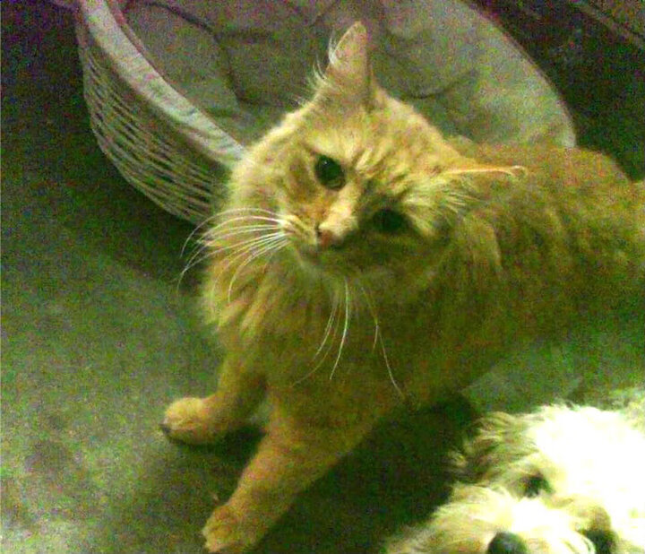 欧洲红龙断崖式屠杀！无名战神巴斯托尼让摩洛哥的野心散作一地碎片